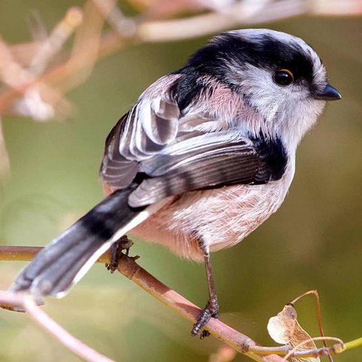 12298809_1040630702661945_230048196_n (1)