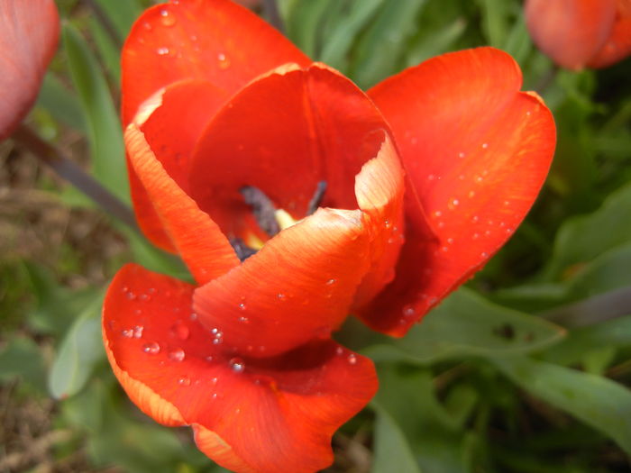 Tulipa Cairo (2016, April 08)