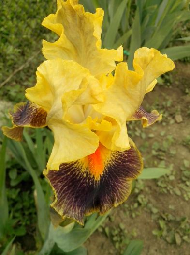 13055824_933713593441802_1398543555651584006_o