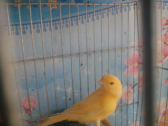 IMG_20160414_145409 - canari