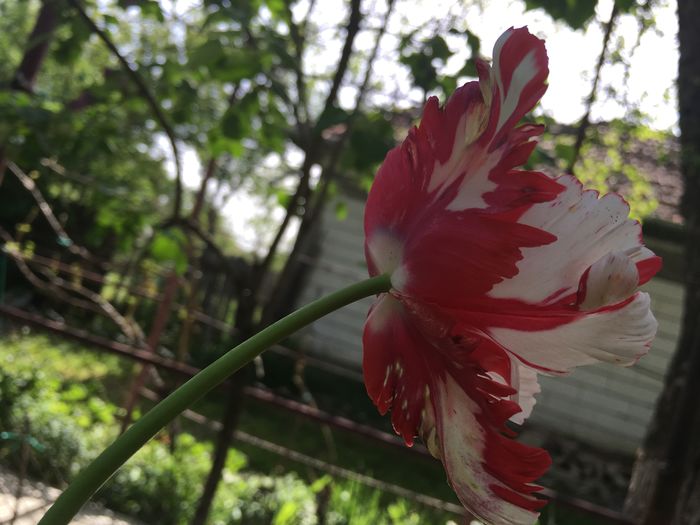 image - Florile mamei 2016