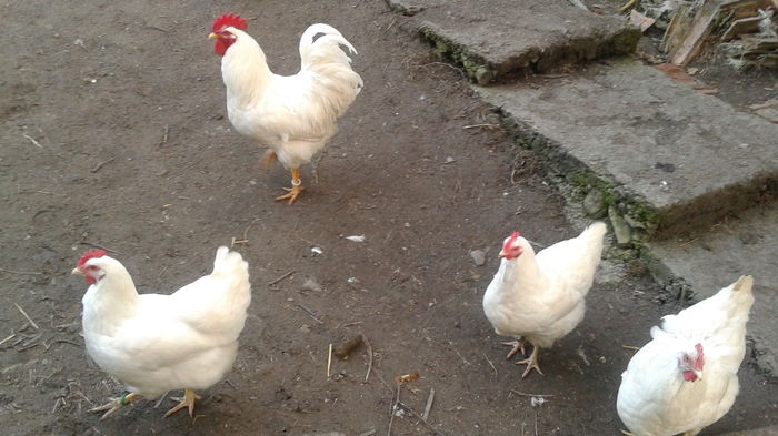 New hampshire alb adulți şi pui