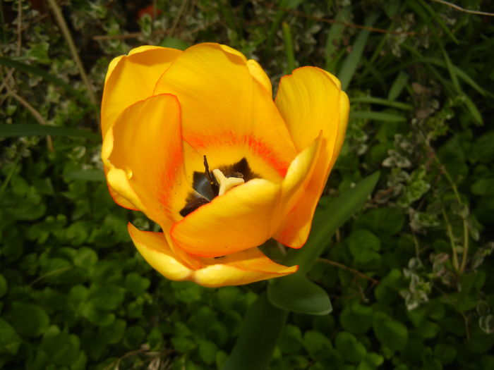 Tulipa Blushing Apeldoorn (2016, Apr.08) - Tulipa Blushing Apeldoorn