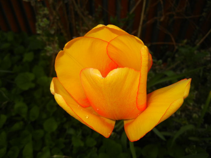 Tulipa Blushing Apeldoorn (2016, Apr.09)