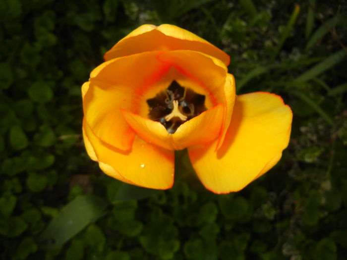 Tulipa Blushing Apeldoorn (2016, Apr.09) - Tulipa Blushing Apeldoorn