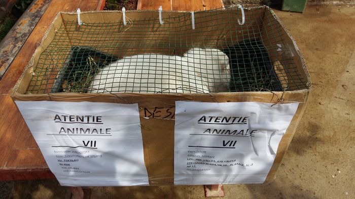 20160420_110805 - x Pentru Jozsy