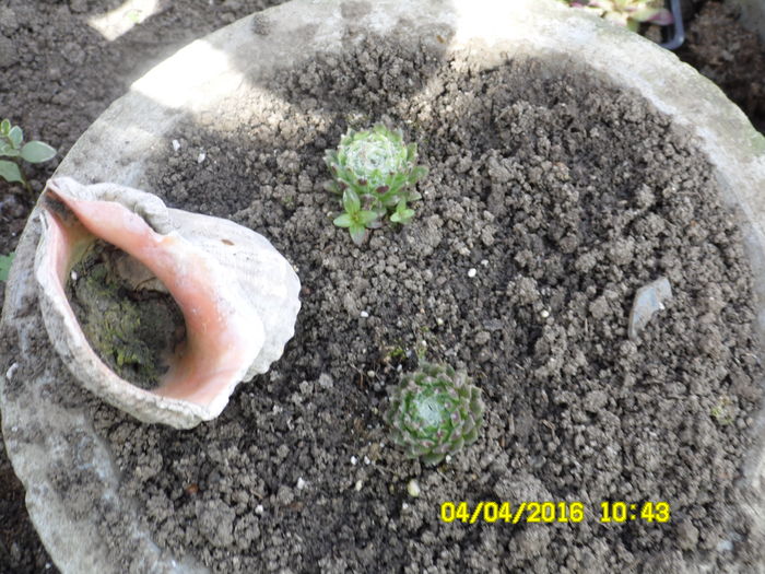 Sempervivum arachnoideum 2016