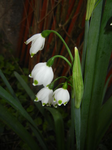 Leucojum aestivum (2016, April 09)