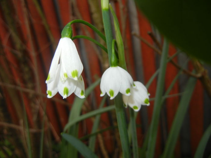 Leucojum aestivum (2016, April 09) - GHIOCEI_Leucojum aestivum