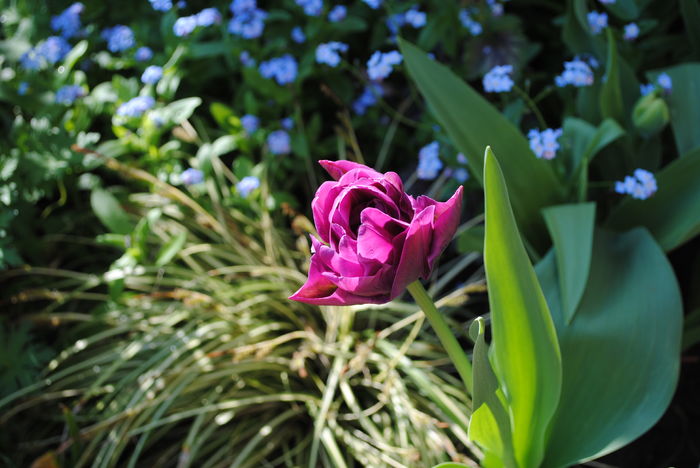 13 aprilie, lalea Blue Diamond - 2016 plantele mele