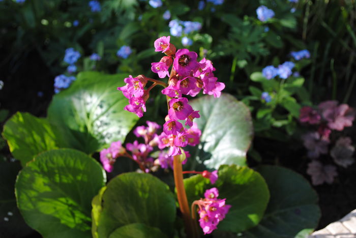 13 aprilie, bergenia "winter glow" - 2016 plantele mele