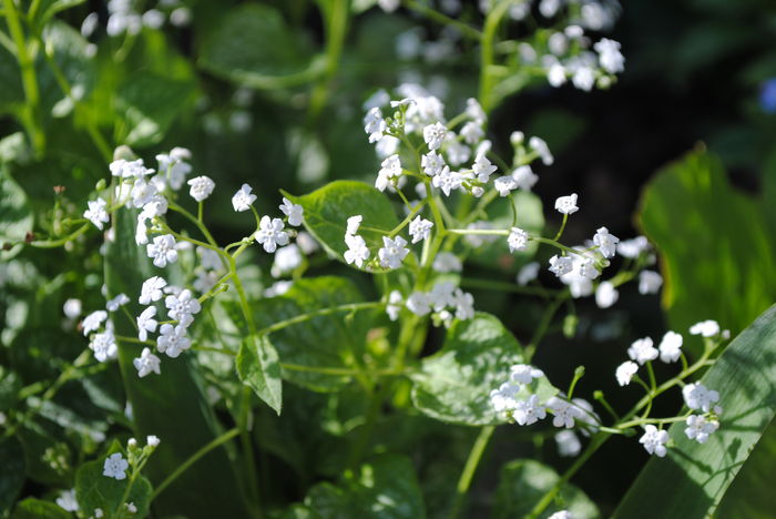 Brunnera mr morse - 2016 plantele mele