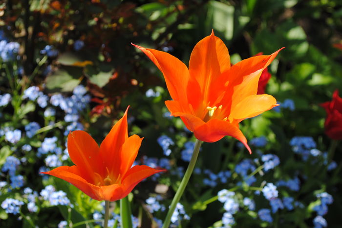 lalele lily flowered Ballerina