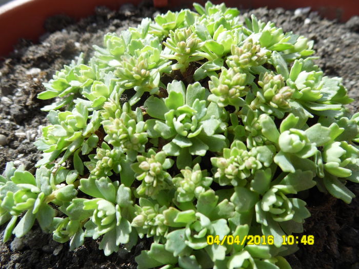 Sedum pachyclados
