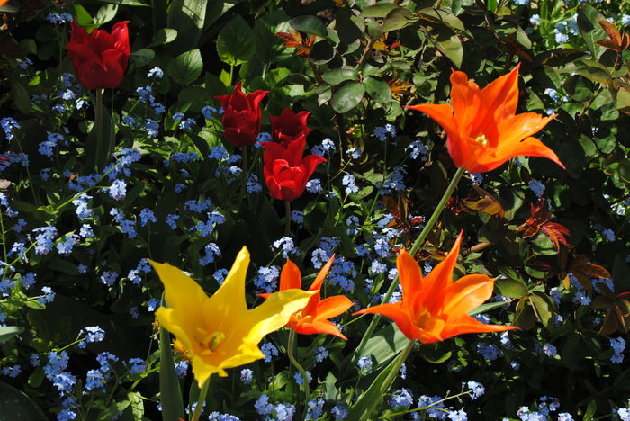 lalele lily flowered (Bayside+ Ballerina) - 2016 plantele mele