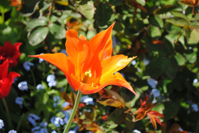 lalea lily flowered Ballerina - 2016 plantele mele