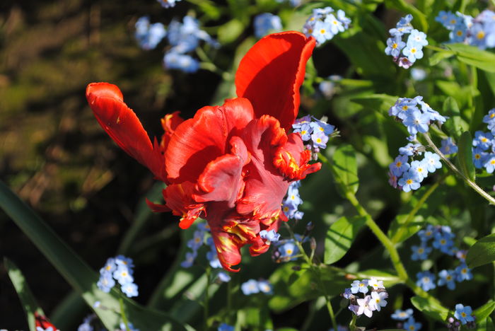 lalea rococo parrot - 2016 plantele mele