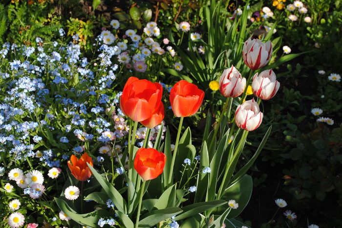 lalele Rembrandt - 2016 plantele mele