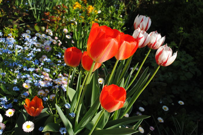 lalele Rembrandt - 2016 plantele mele