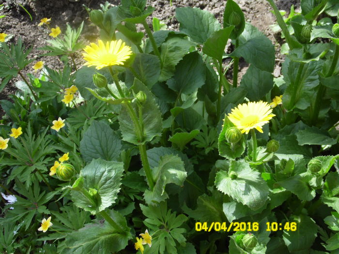 Doronicum orientale