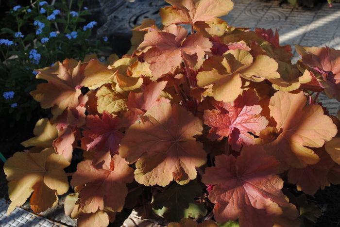 heuchera caramel