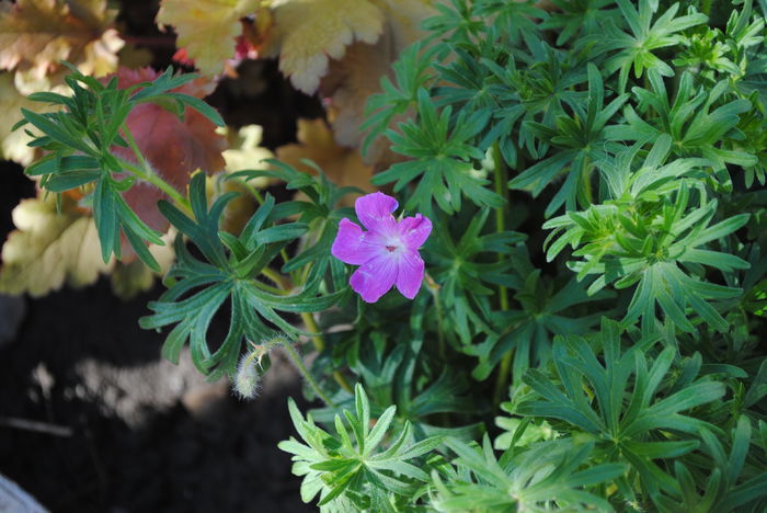 geranium sanguineum Rosa - 2016 plantele mele