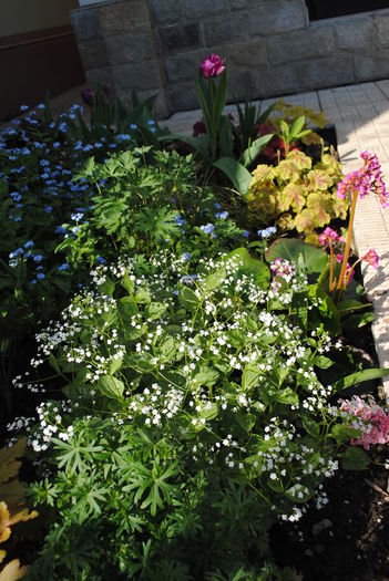 gradina 13 aprilie - 2016 plantele mele