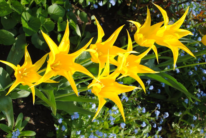 13 aprilie,lalele lily flowered west point