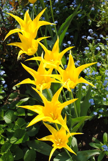 lalele lily flowered west point - 2016 plantele mele