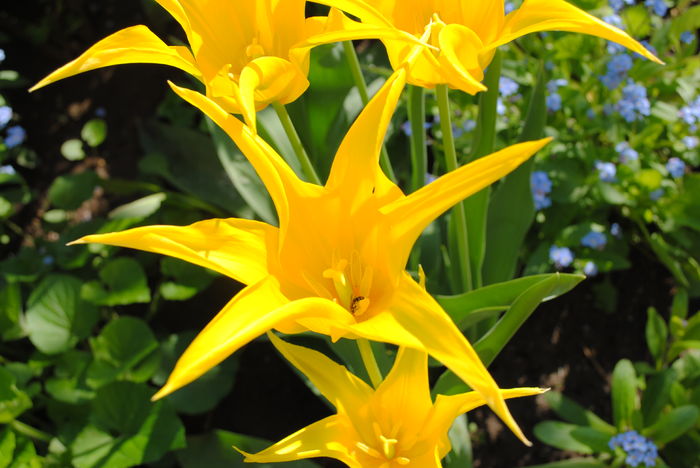 lalele lily flowered west point - 2016 plantele mele