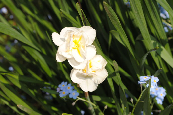 narcise cheerfulness - 2016 plantele mele