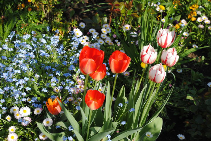 lalele Rembrandt - 2016 plantele mele