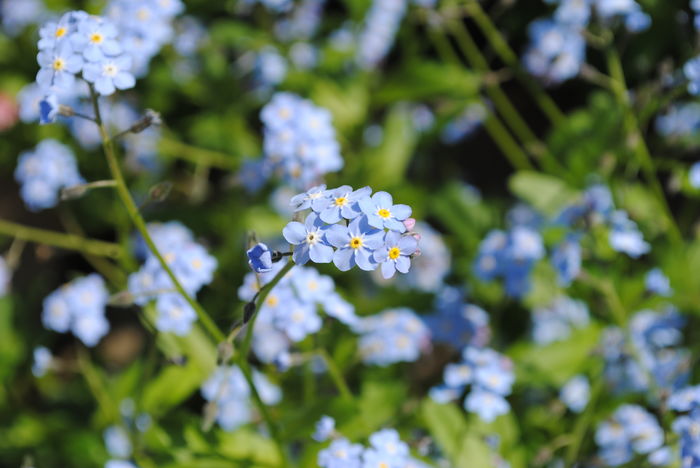 myosotis - 2016 plantele mele