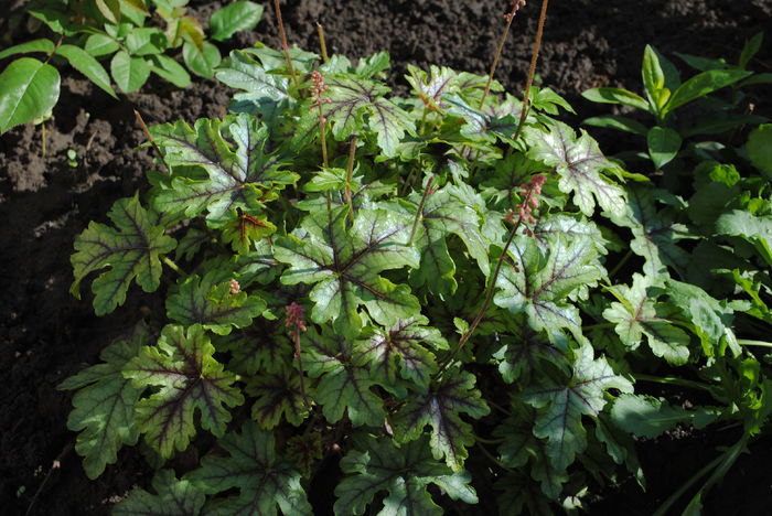 heucherella_tapestry
