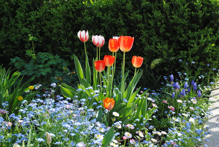 gradina 13 aprilie - 2016 plantele mele