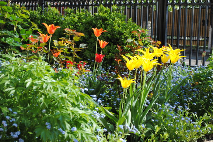 lalele lily flowered