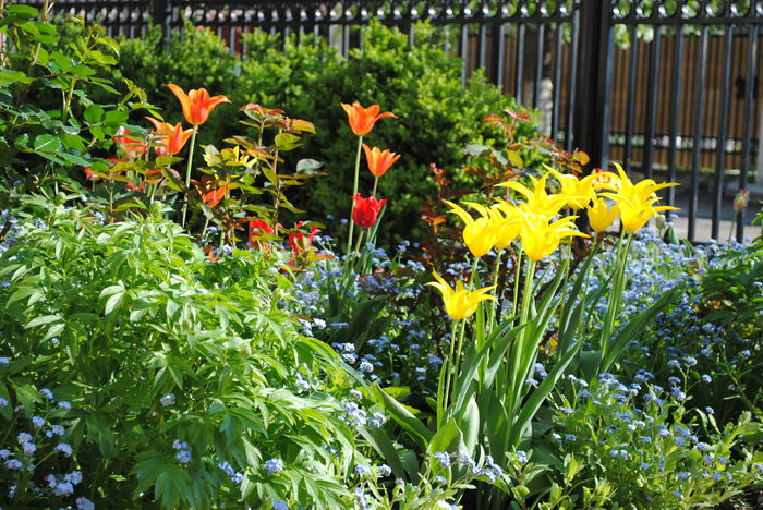lalele lily flowered