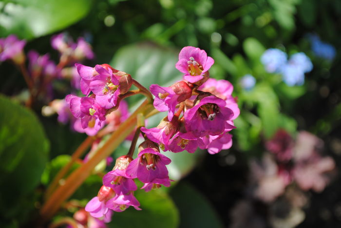 bergenia "winter glow"