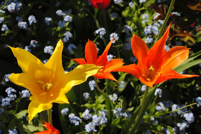 lalele lily flowered (Bayside+ Ballerina)