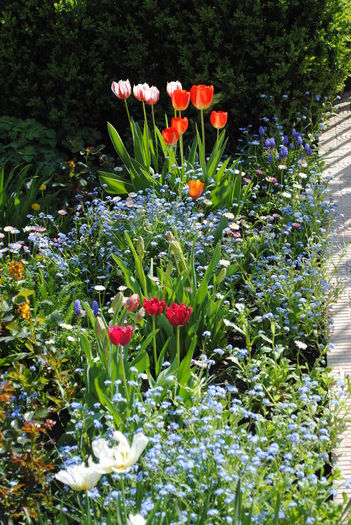 gradina 13 aprilie - 2016 plantele mele