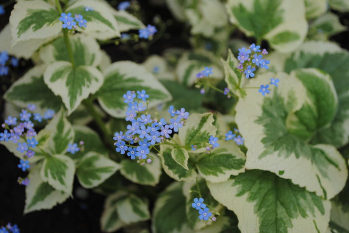 brunnera variegata