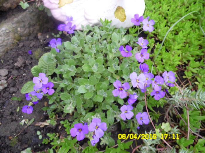 Aubretia