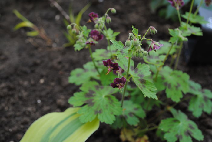 Geranium Samobor, primele flori :)) - 2016 plantele mele