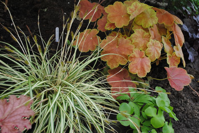 carex +heuchera tiramisu