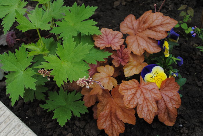 heucherella redstone falls