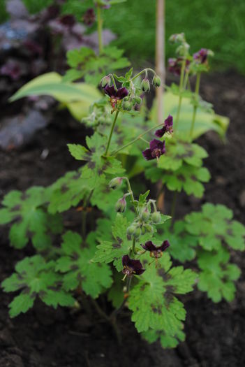 Geranium phaeum Samobor
