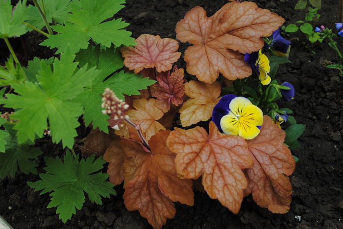 heucherella redstone falls
