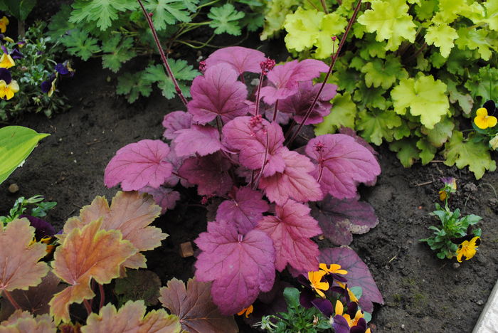 heuchera Georgia_Plum