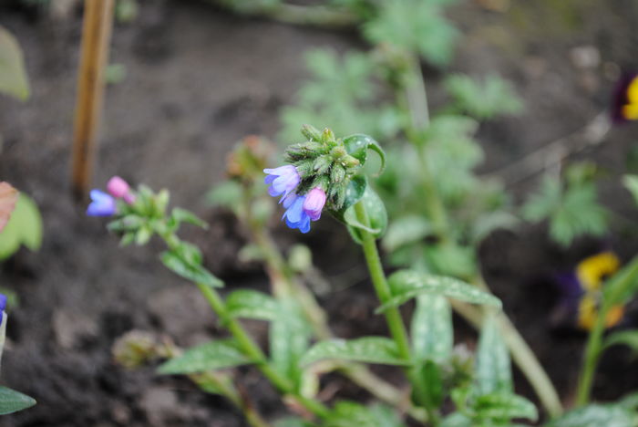 Pulmonaria EB Anderson, primele flori :))