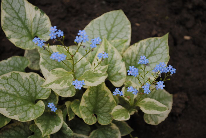 Brunnera macrophylla Kings Ransom
